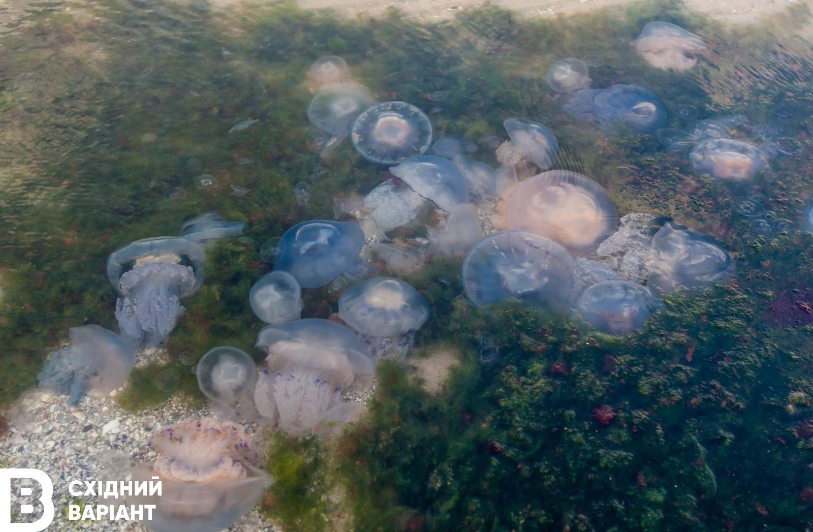 Як росіяни вбивають Азовське море та як це впливає на довкілля