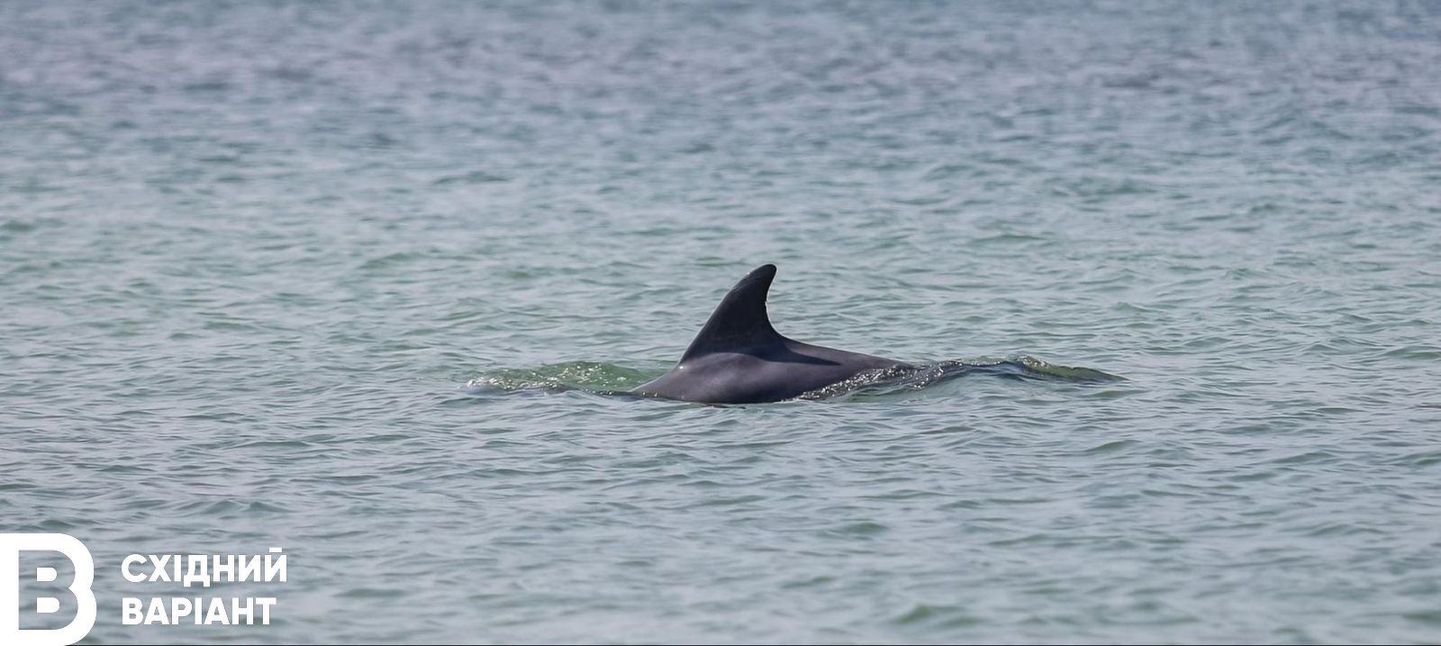 Як росіяни вбивають Азовське море та як це впливає на довкілля