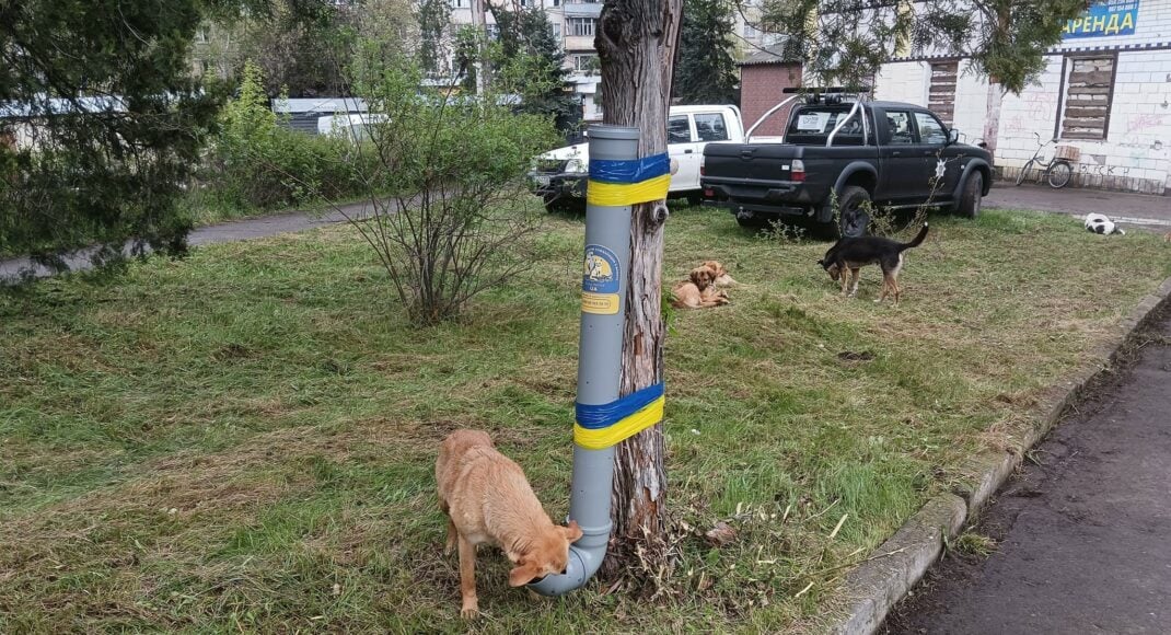 У Святогірську благодійний фонд піклується про безхатніх тварин: фото