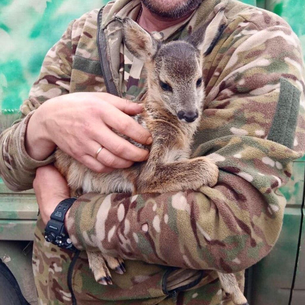 під Лиманом врятували оленятка