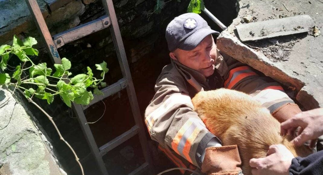 Рятувальники у Покровську з колодязя дістали песика