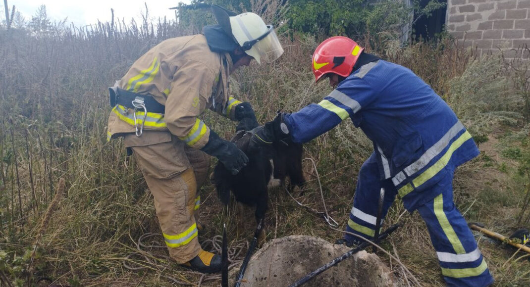 В Донецкой области спасатели помогли выбраться козам из ловушки 20-метрового колодца