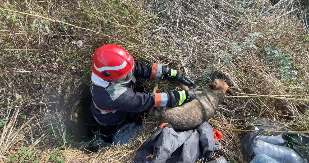 У Селидове на Донеччині надзвичайники врятували собаку з глибокої ями