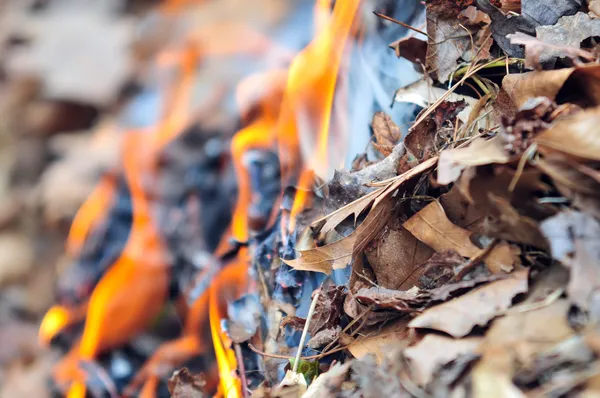 У Покровську на Донеччині двох громадян оштрафували за спалювання сухого листя в великих обсягах