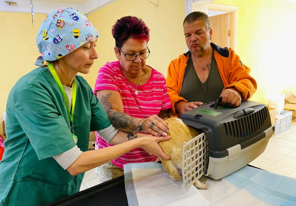 Німецькі волонтери простерилізують понад 200 безпритульних тварин Покровська