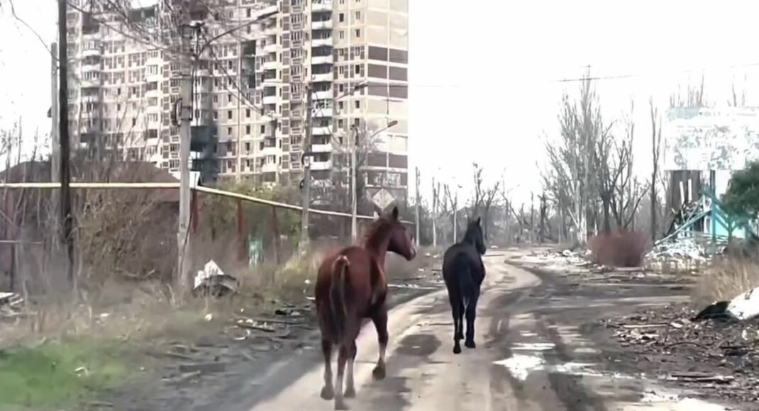 "Білі янголи" та волонтери під обстрілами в Авдіївці евакуювали двох коней (відео)