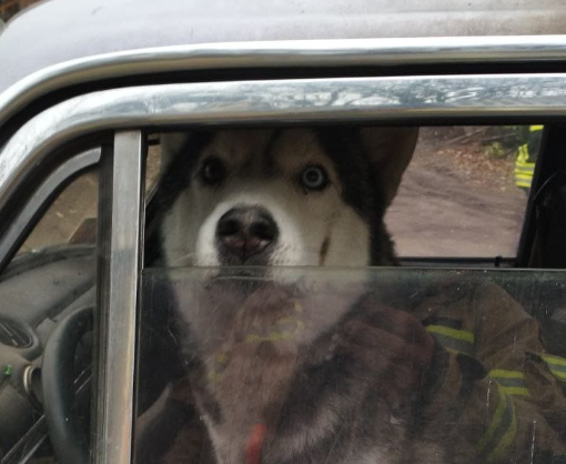 В Донецкой области спасатели освободили собаку из ловушки