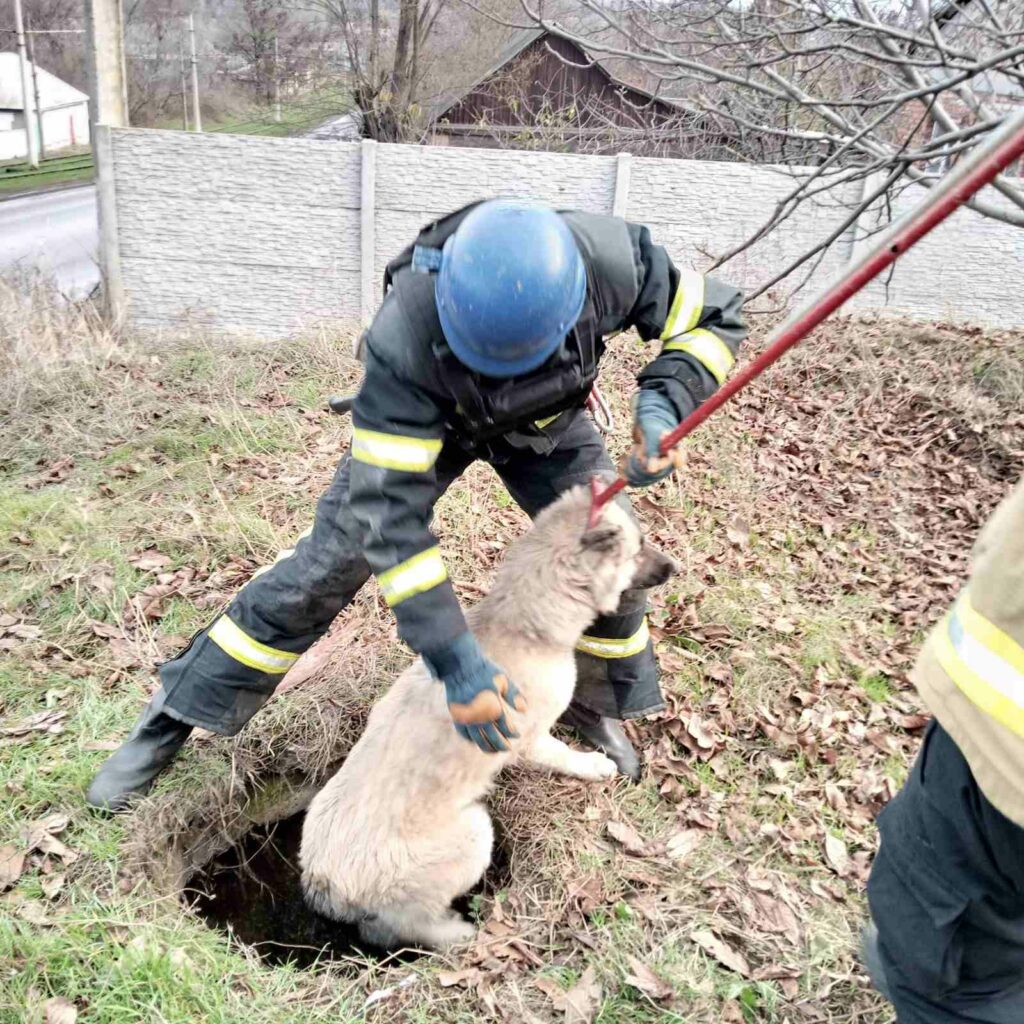 Надзвичайники Донеччини врятували собаку (фото)