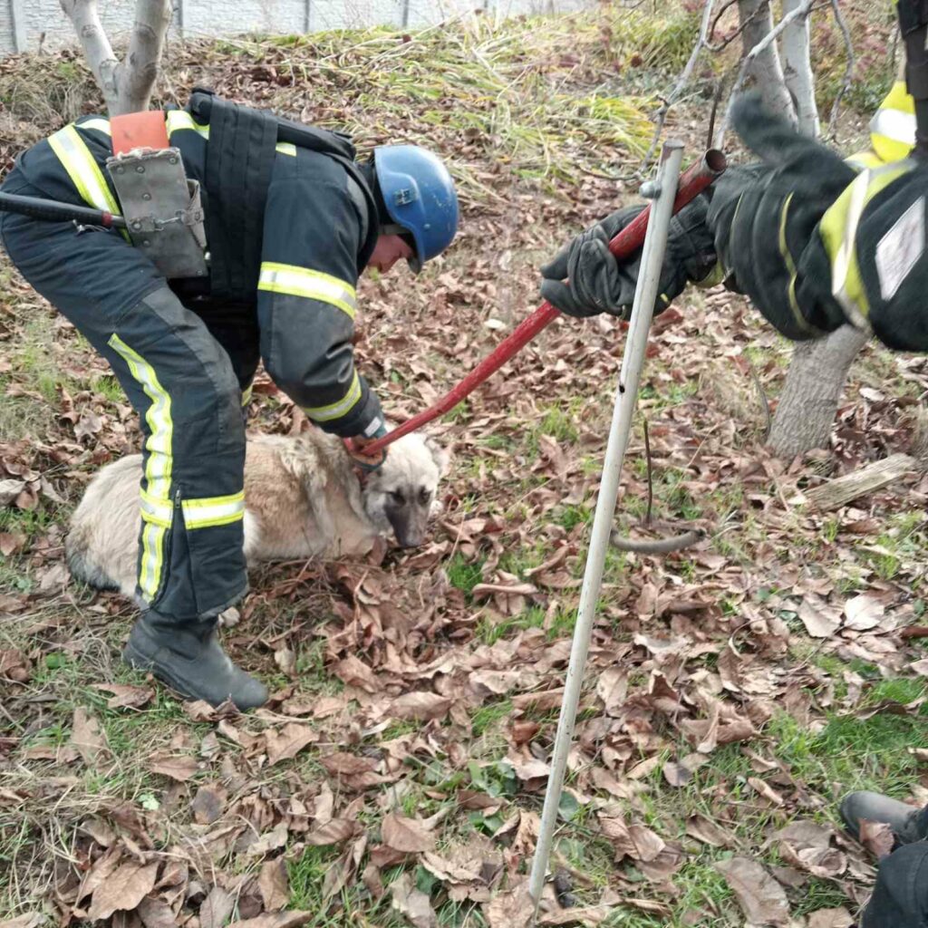 Надзвичайники Донеччини врятували собаку (фото)