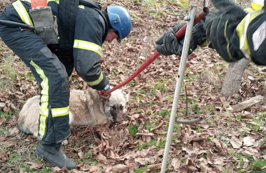 Рятувальники витягли собаку в Костянтинівці з трьохметрової пастки (фото)