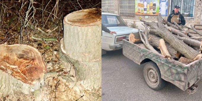 Два факта незаконной вырубки древесины обнаружили полицейские в Краматорске и Славянске: проводят следствие