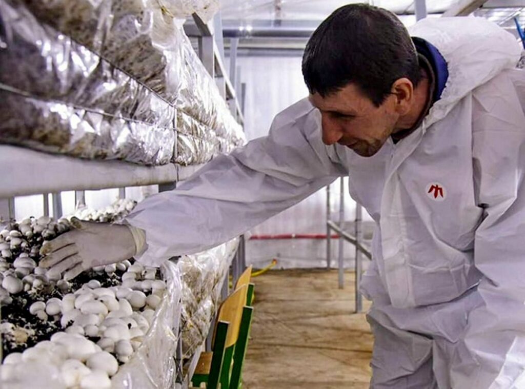 Переселенці з Луганщини виростили та зібрали врожай грибів у гуманітарному штабі на Хмельниччині