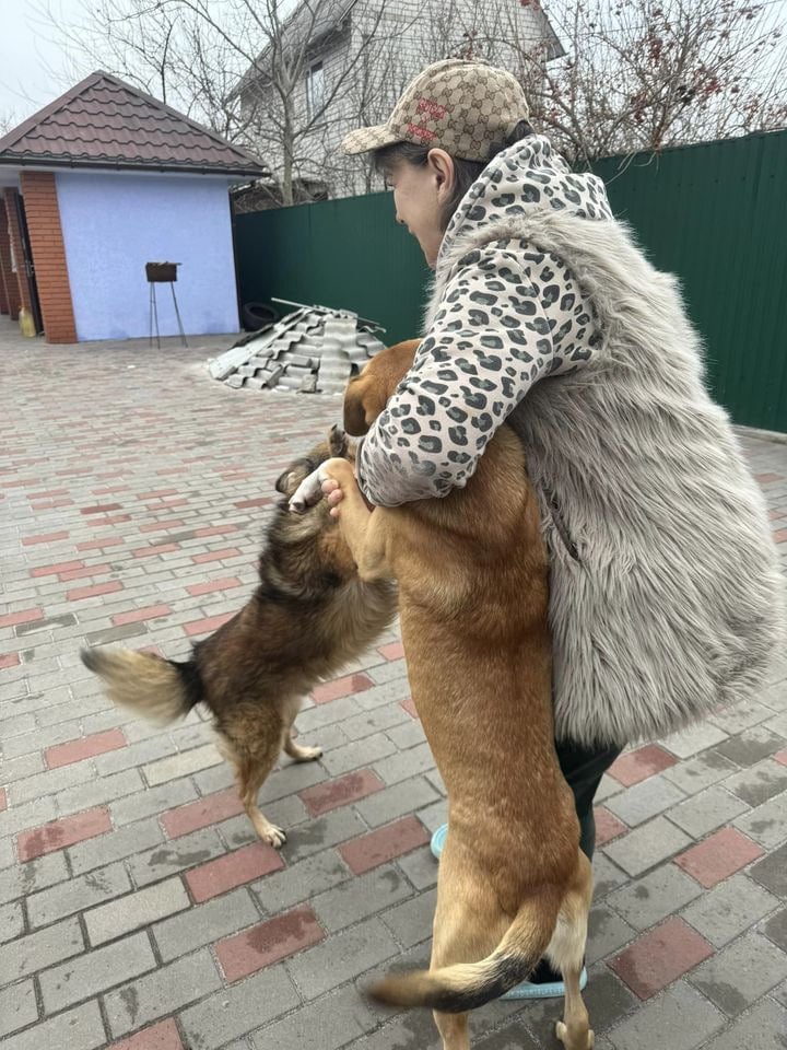 Жінка вивезла 4 собак та 7 котів з Курахового (фото)