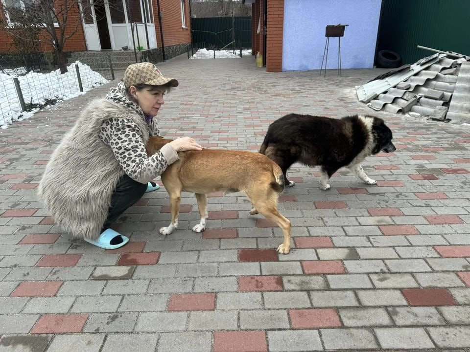 Жінка вивезла 4 собак та 7 котів з Курахового (фото)