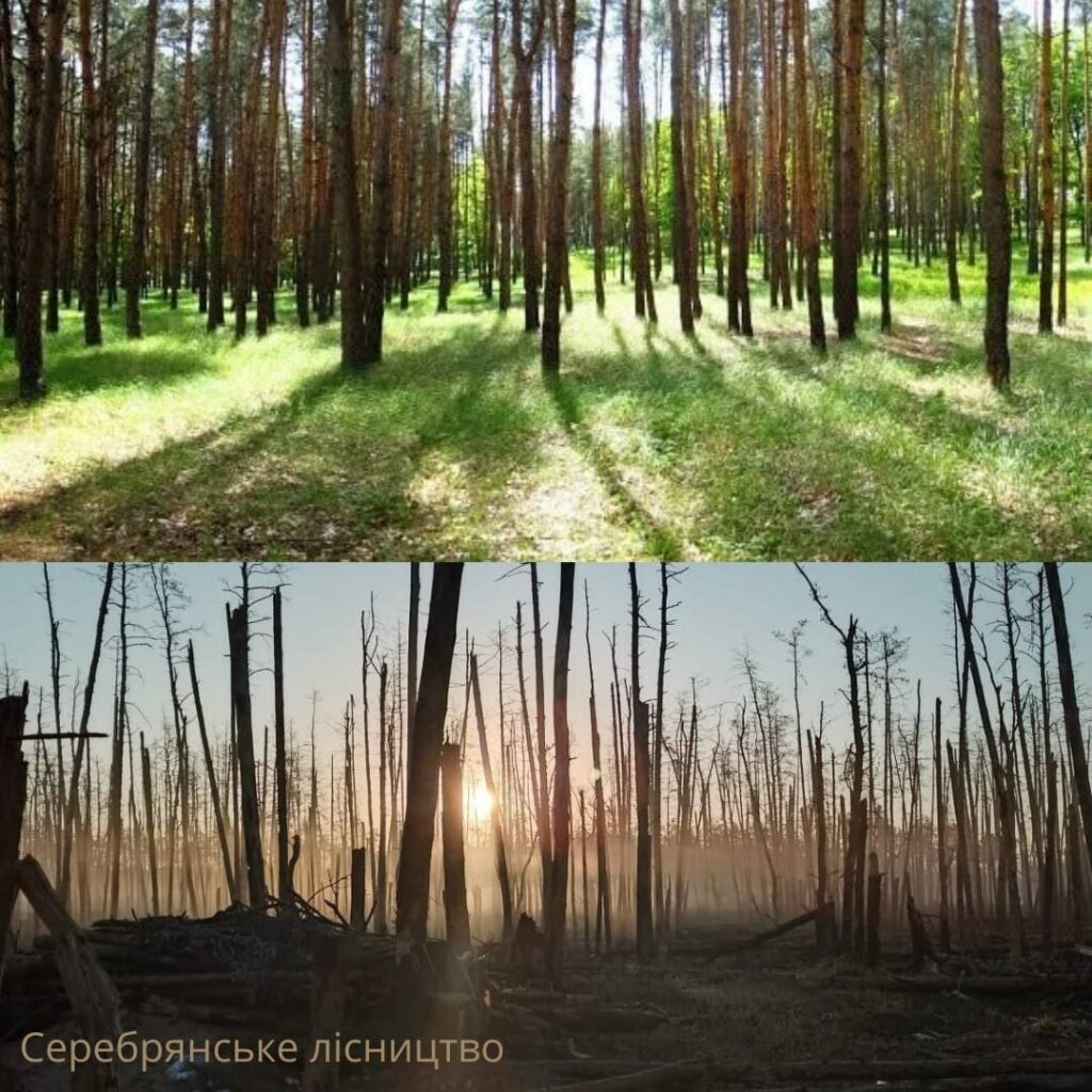 Росіяни знищили щонайменше третину лісового фонду Луганщини