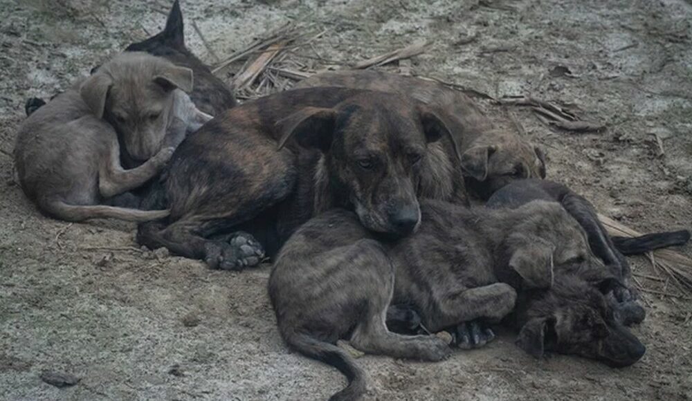 В окупованому Маріуполі погіршується ситуація з безпритульними тваринами