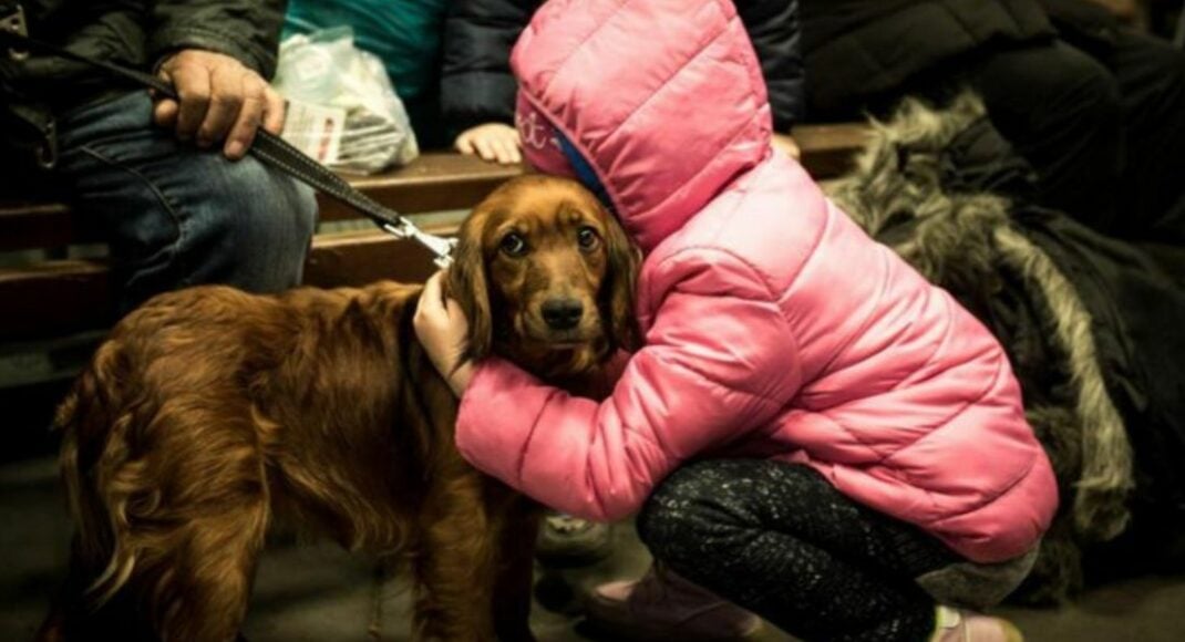 В Украине разрешили брать домашних любимцев для укрытий во время воздушной тревоги: какие условия
