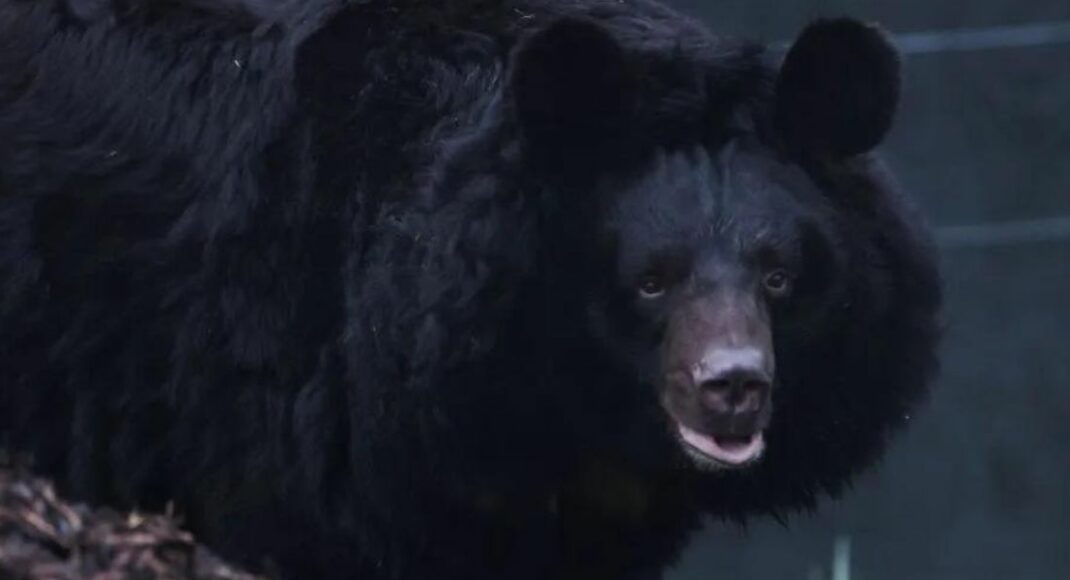 Контужений ведмідь з Донеччини оселився у шотландському зоопарку