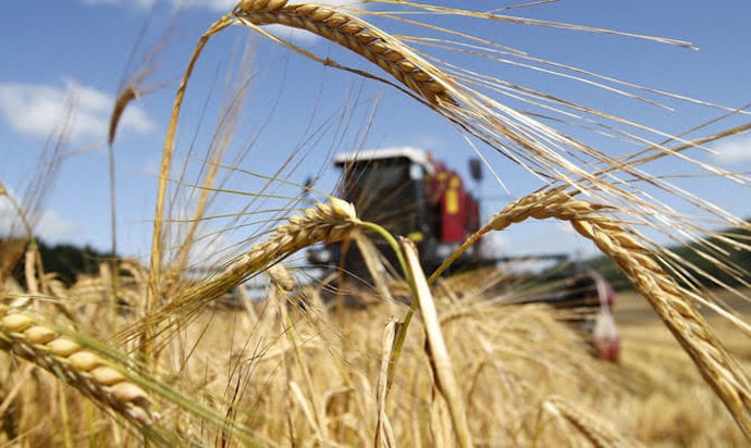 Стало відомо, скільки у 2023 році аграрії Донеччини зібрали зернових, соняшника та картоплі