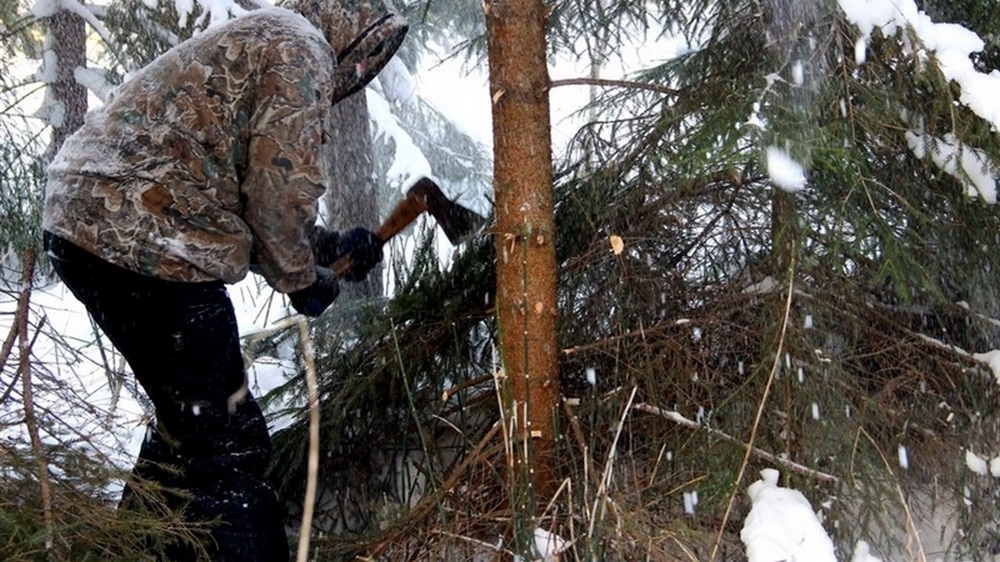 С жителя Лиманской громады взыскано 73 тысячи гривен ущерба за самовольную рубку деревьев заповедного фонда Украины