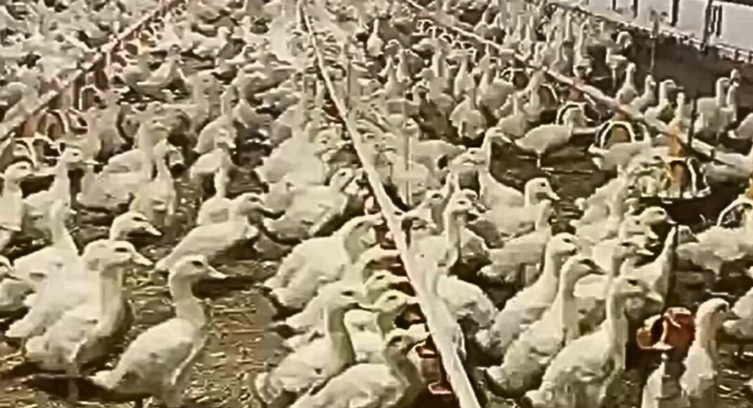 На Донетчине продолжают работать всего 2 птицефабрики из 13 (видео)