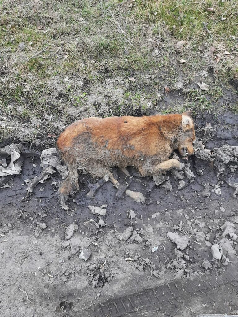 Окупанти зруйнували притулок для тварин у Мирнограді, є загиблі тварини (фото)