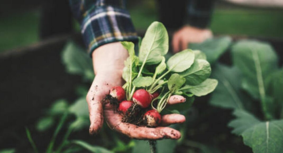 В Україні розширюють умови надання грантів на розвиток садівництва, ягідництва, виноградарства та тепличного господарства