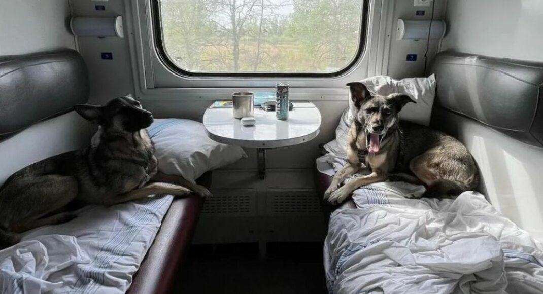 "Укрзализныця" и UAnimals нарабатывают обновленные правила перевозки животных в поездах (фото)