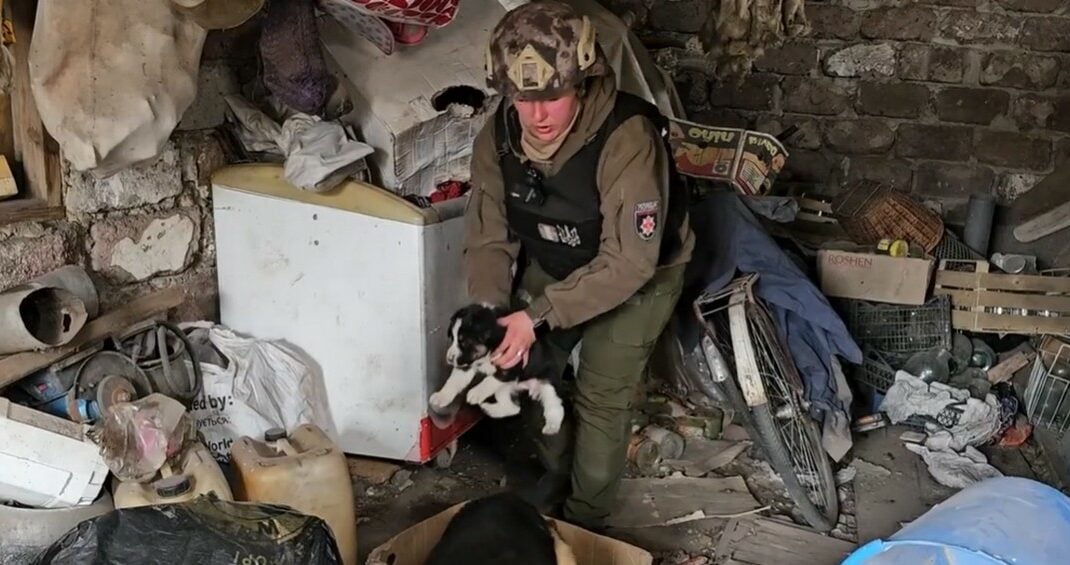 Родину, 9 корів, курей, собак і кішку евакуювали з Торського "білі янголи" та волонтери (відео)