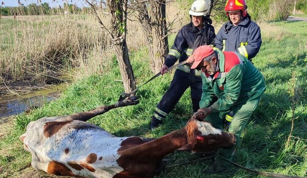 В Дружковке спасатели вытащили корову из болота (фото)