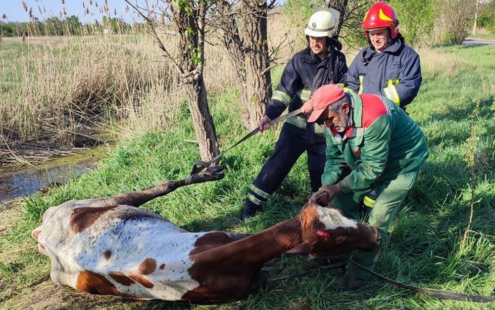 У Дружківці рятувальники витягли корову з болота (фото)