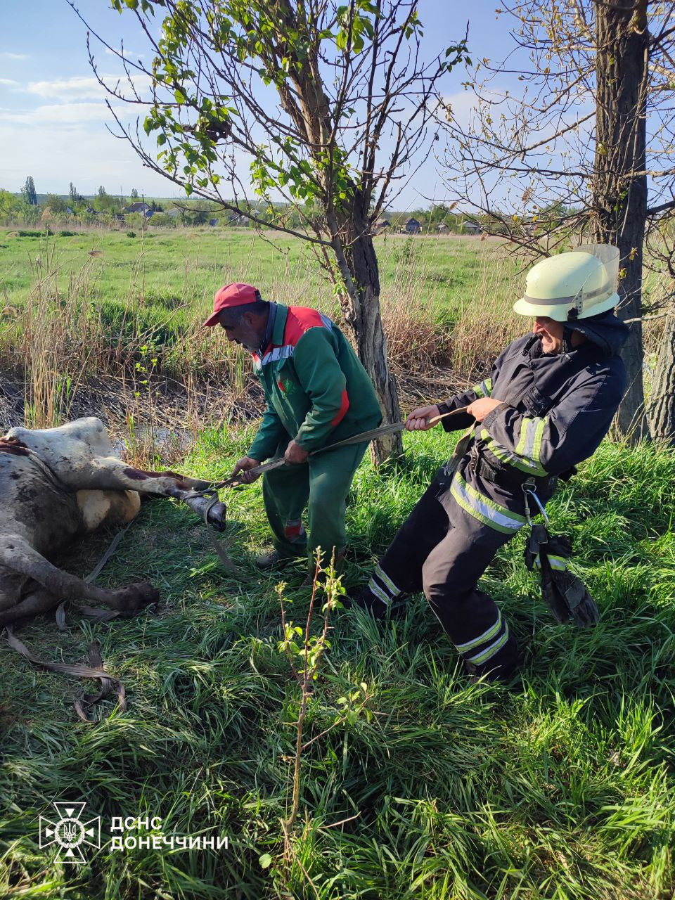 У Дружківці рятувальники витягли корову з болота (фото)