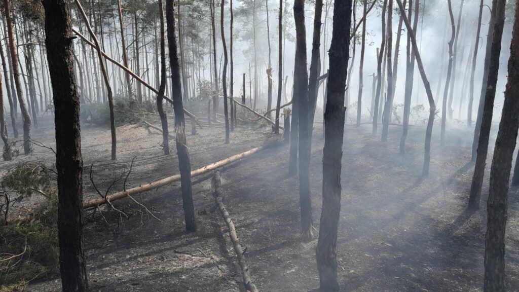 Щоденно окупанти завдають значної кількості ударів по лісовому фонду Донеччини, є наслідки