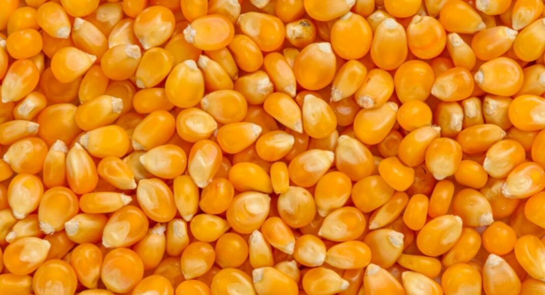 Аграріям Донеччини та Луганщини нададуть насіння кукурудзи на весняну посівну