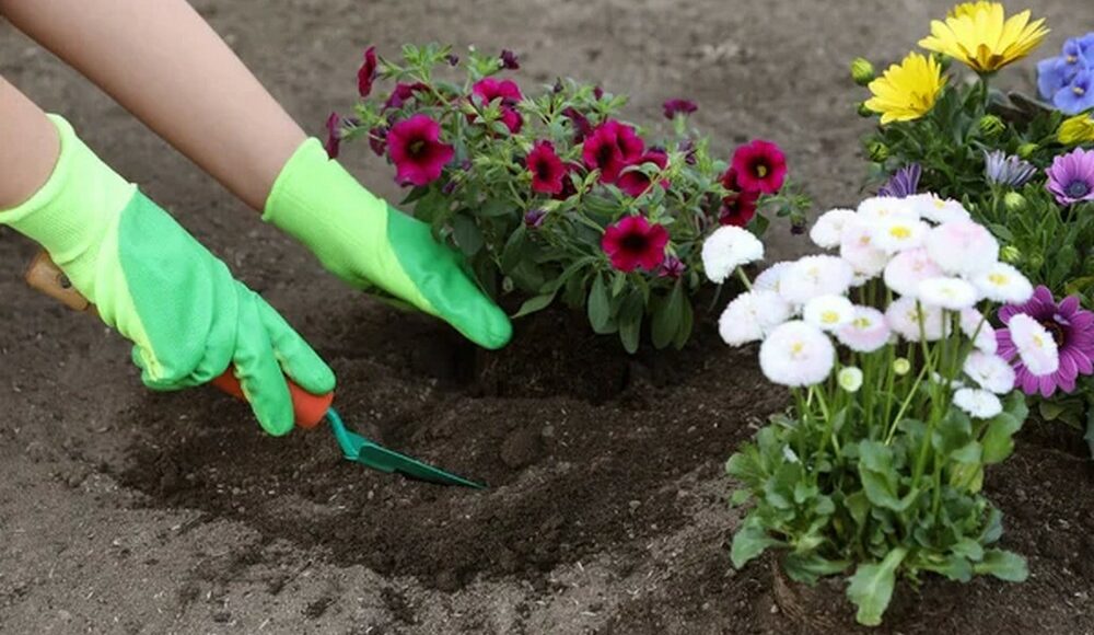 В Краматорске коммунальщики готовятся высадить 4 тысяч цветков, выращенные собственноручно