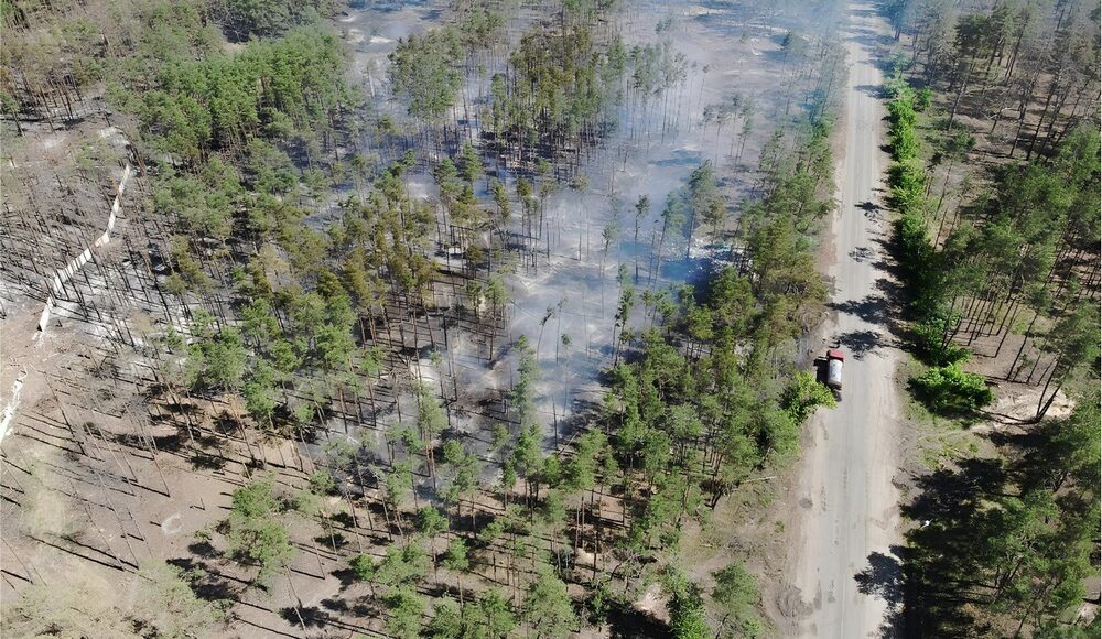 У Лимані та Ямполі на Донеччині знов горіли ліси і лісові підстилки (фото)