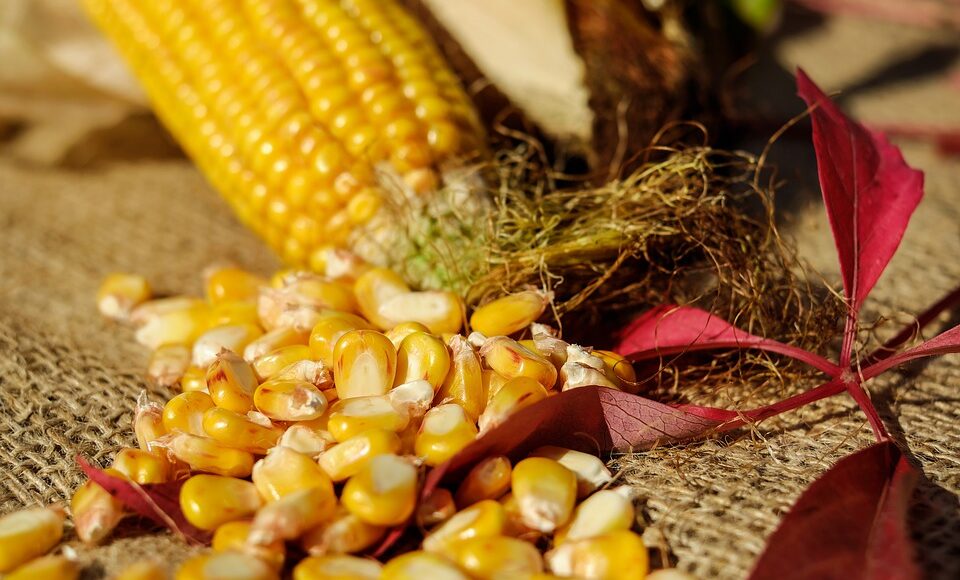 Фермери Донеччини отримали для посівної кампанії зерна кукурудзи