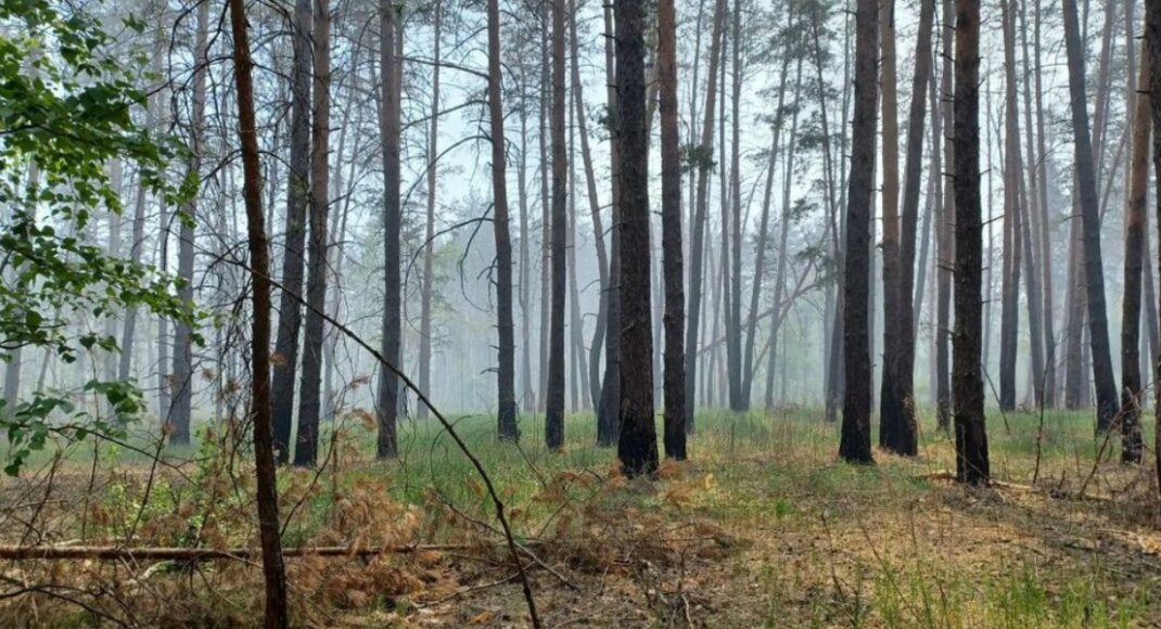 В результате российских обстрелов в окрестностях Лимана начался лесной пожар