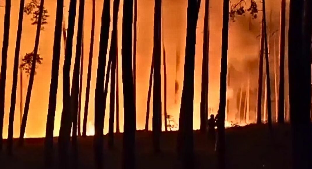 В этом году в Лиманском лесничестве огонь уничтожил уже более 2 тысяч гектаров сосны в возрасте от 18 до 140 лет (видео)
