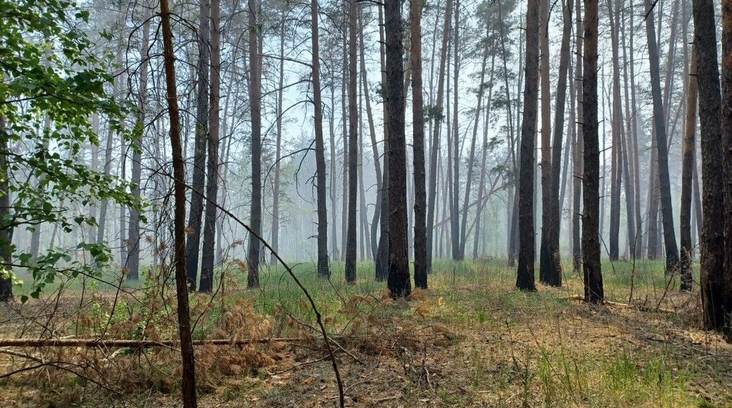 На тимчасово окупованій Донеччині ворог почав масово вирубувати ліси, — Спротив