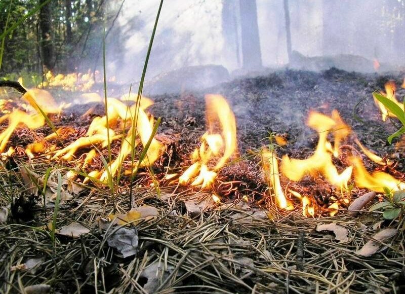 На ВОТ Луганщины оккупанты ввели чрезвычайное положение из-за лесных пожаров