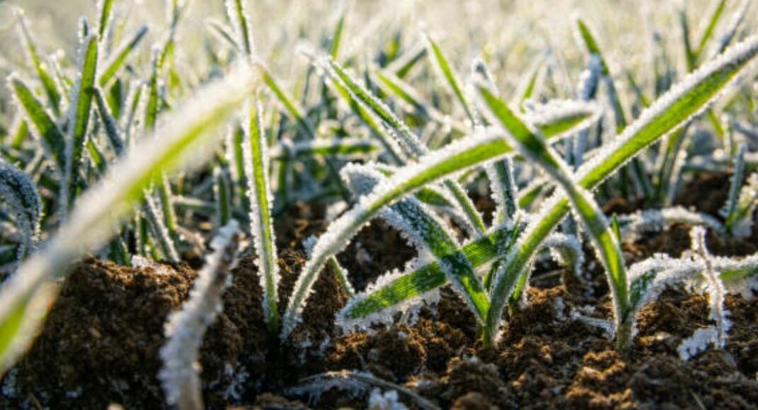 На ТОТ Луганщини через заморозки втрачено до 7% майбутніх врожаїв зернових