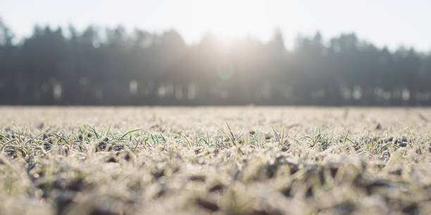На Донеччині та Луганщині вночі та вранці очікуються заморозки на поверхні ґрунту