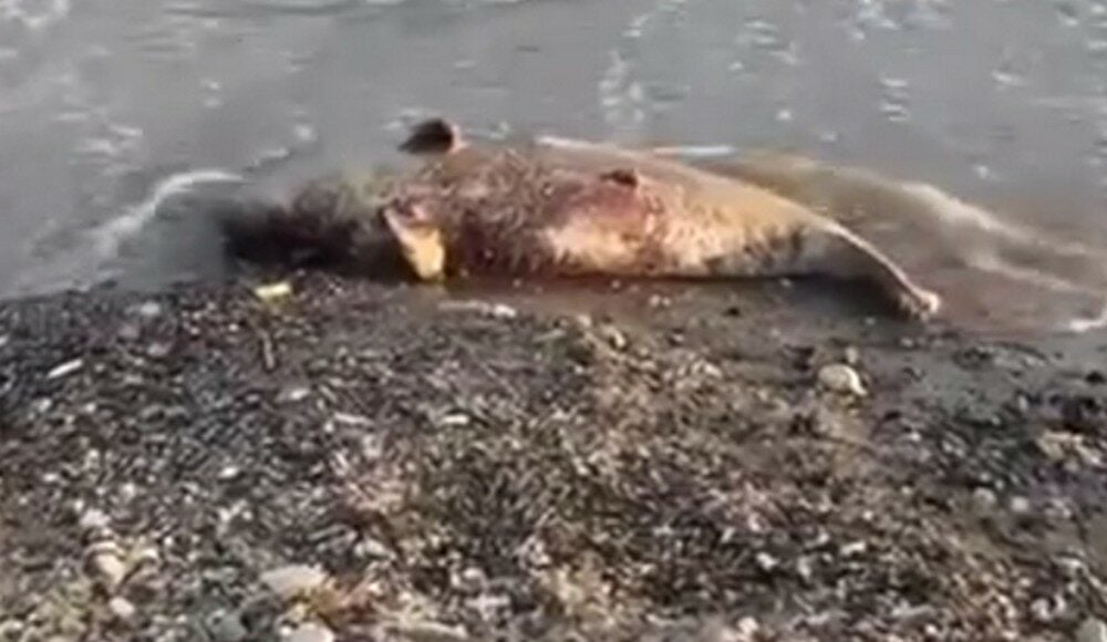 Мертвый дельфин вновь найден на пляже Мариуполя (видео)