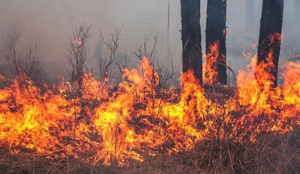 На Донеччині оголошено надзвичайний рівень пожежної небезпеки