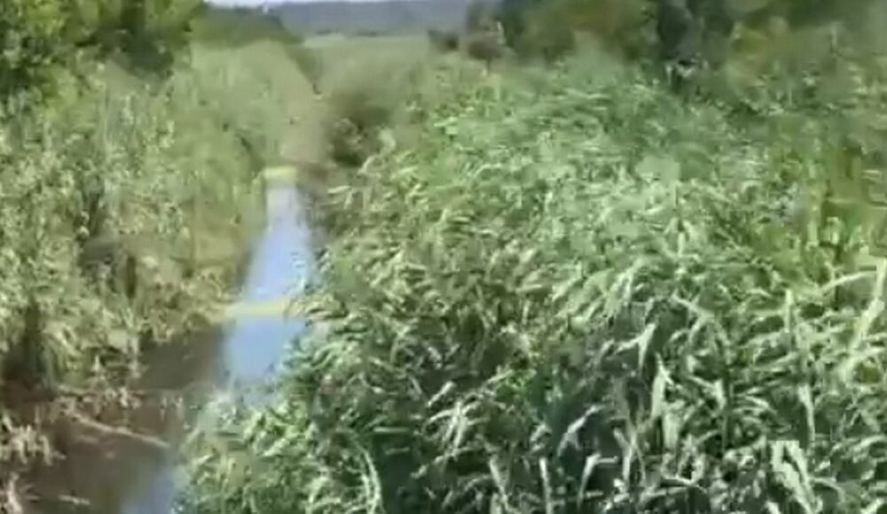 Захватчики превратили реку Кальчик в оккупированном Мариуполе в болото (видео)