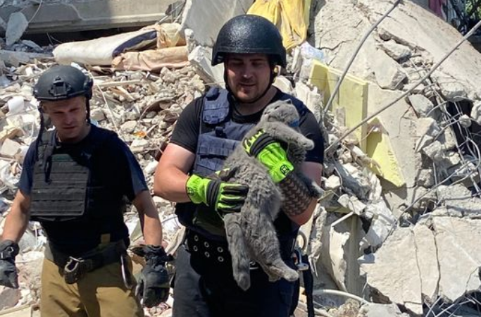 Чрезвычайники достали котенка из-под завалов разрушенного жилого дома в Мирнограде, который спас свою хозяйку