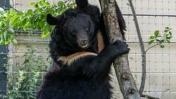 В шотландском зоопарке умер эвакуированный из Донецкой области медведь Ямполь