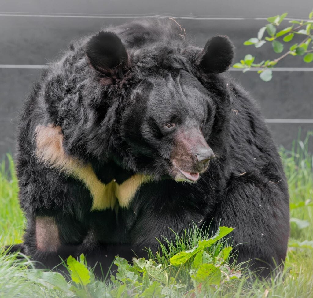 У шотландському зоопарку помер евакуйований із Донеччини ведмідь Ямпіль