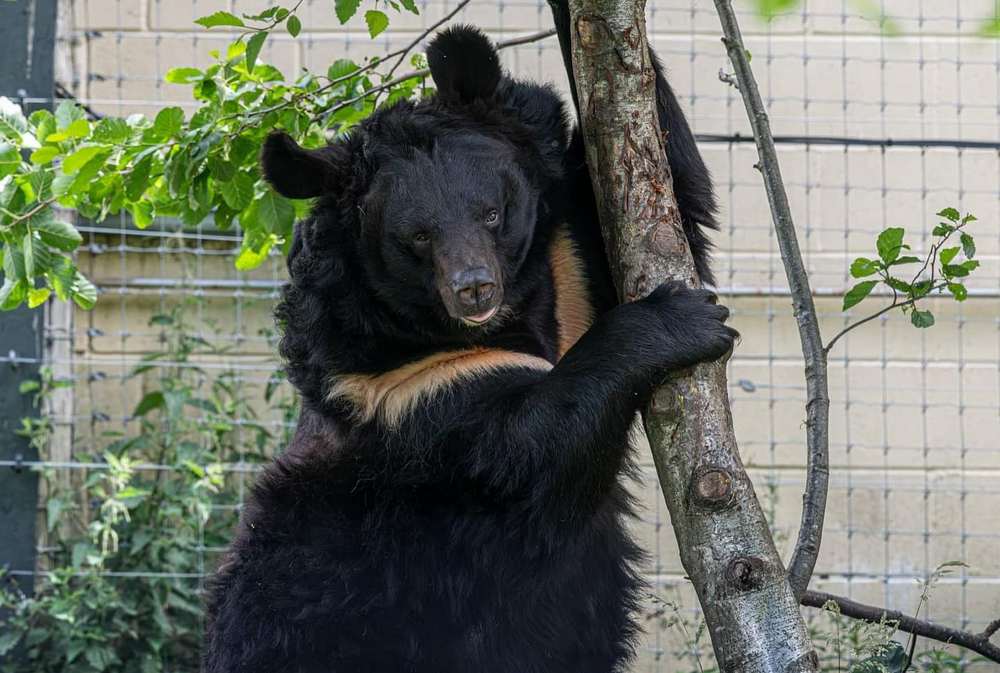 У шотландському зоопарку помер евакуйований із Донеччини ведмідь Ямпіль